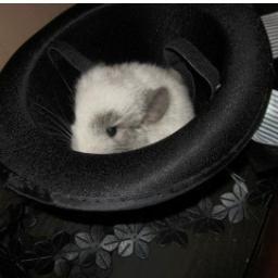 Chinchilla Place is a Boston Chinchilla Rescue. Our site has helpful tips on #chinchilla ownership & we have cool chin gear -  http://t.co/tlSKaXY2KG*