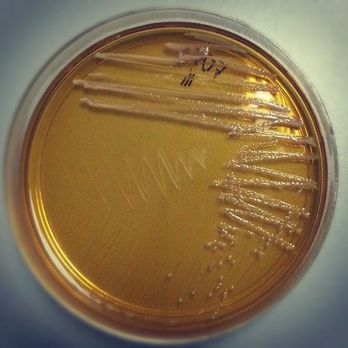 paijalhassan's profile picture. 🔬