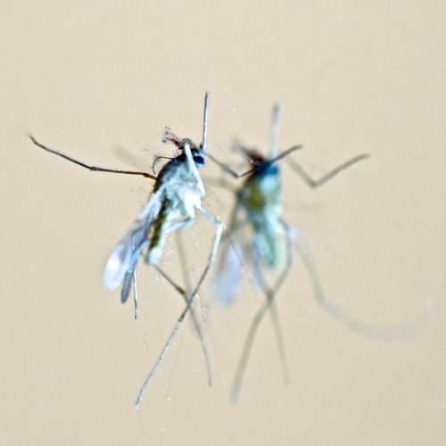 nottebrava's profile picture. 