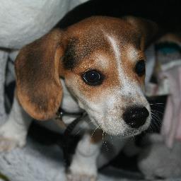 Lover of life, fun, adventures, my family and my puppy.