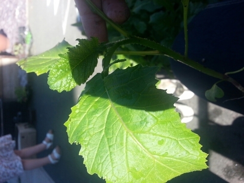 real_food_team's profile picture. gluten free/dairy free/paleo/vegan/vegetarian/locally sourced food for parties and events