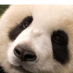 malamutos's profile picture. le monde en un clic?