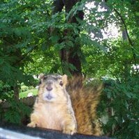 Lawrence C. Squirrel (@lawrencecsquirr) 's Twitter Profile