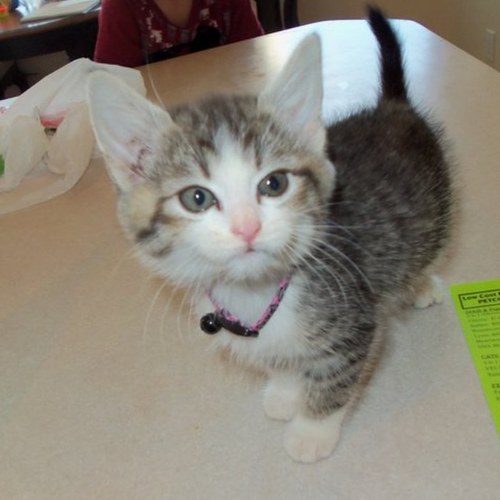 fryguy2003's profile picture. Hey If Any One Knows When The MC Update is out. Please Message Me It When It Comes Out.