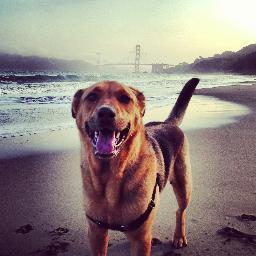 Ocean lover. Dog lover. Animal advocate. Anti-plastic activist. Mom.