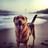 bakerbeachsf's profile image