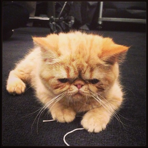 TheCatToots's profile picture. Sweet @JustinBieber’s cat – Toots.