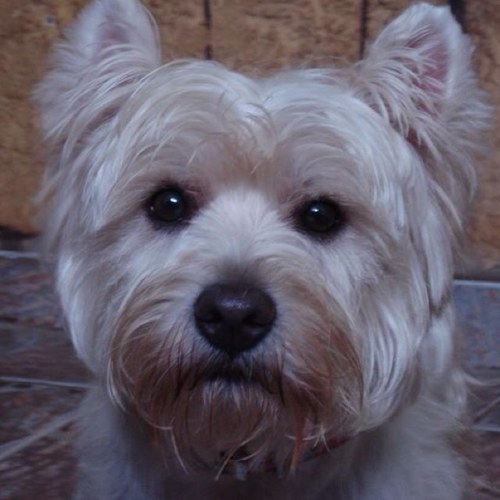 kenzomaddie's profile picture. Kenzo, super fofo, 8 anos
Maddie, muito louca, 5 anos
Olivia, beijoqueira, 3 anos

3 westies muito lindos, que aprontam o dia todo, todo dia...