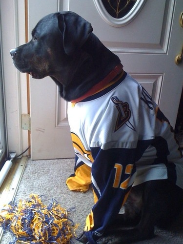 Sabres Bills Cowboys fan KISS fan since 75