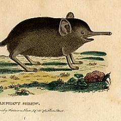 life is good unless ur a shrew