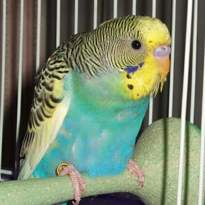 I'm a little bird with big dreams. Someday, I will rule the roost.