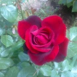 nghnkskn40's profile picture. La vita e bella ;-)                                                         Irak/Erbil