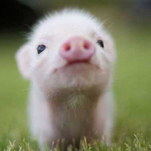 キュートな動物たち Baby Animalz Twitter