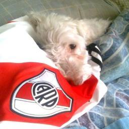 cabrerazuldv's profile picture. 