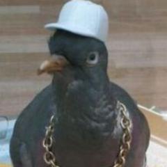 ThePigeonBitch's profile picture. Don't hate the Pigeon, hate the game