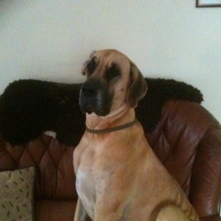 saus160961's profile picture. 