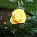 sharon sutherland (@shazsuth) Twitter profile photo