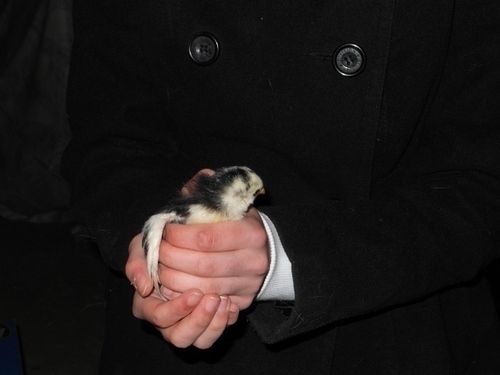 simon_vader's profile picture. Mijn naam is Simon. Ik ben de vader van Aafke, een parel van een dochter met Anorexia. Op de foto houdt Aafke nieuw leven in haar hand. Ik houd een blog bij op