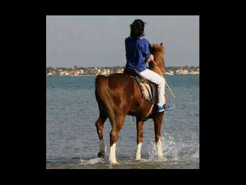 bdbd5111's profile picture. عشقى  خيول