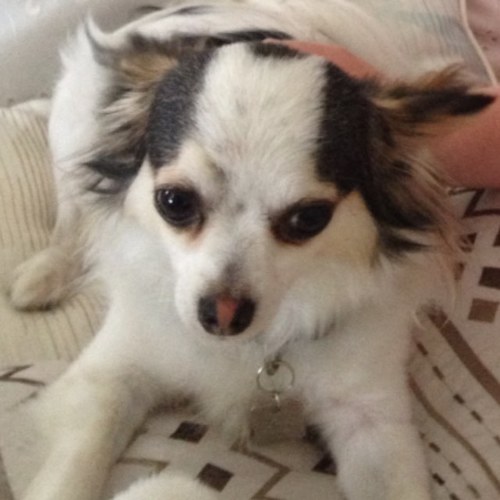 MEXICANMASTIFF's profile picture. With my good looks, charm & smarts, I'll win you over. Then, ill love and protect you - like it or not!