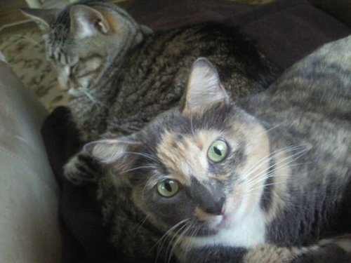 Javakat88's profile picture. 