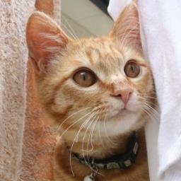 chiemichemi's profile picture. 省エネ、太陽光発電、消費者問題が趣味です。