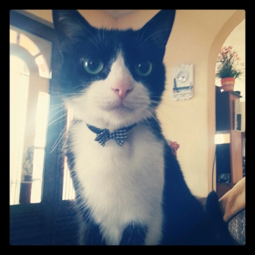 ... didn't know what purring was till I met her ...
