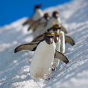 im a holy brown cow  - @grimmieurawwk - Twitter