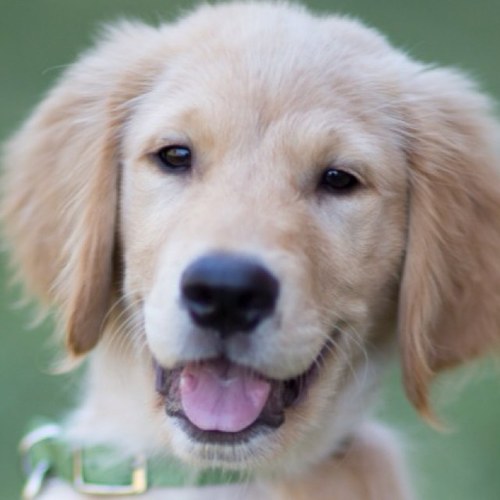 I'm a golden retriever exploring the city with @laurakurup and @priyeshkurup. Fetch = the meaning of life.  I love tennis balls, new friends and being outside!