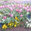 Dena Richardson - @luvthe24 - Twitter