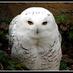 Snowy Owl (@scouteraryka) Twitter profile photo