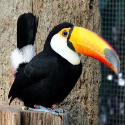 神戸花鳥園 Kobekachoen Twitter