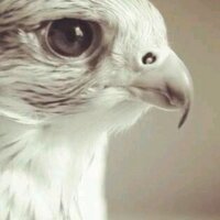ـــــــــــــــ (@king_rt_) 's Twitter Profile