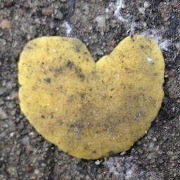 Lying w remnants of saliva, none wants to touch them. Unknowingly stepped on by strangers. I couldn't ignore this piece of urban nature.