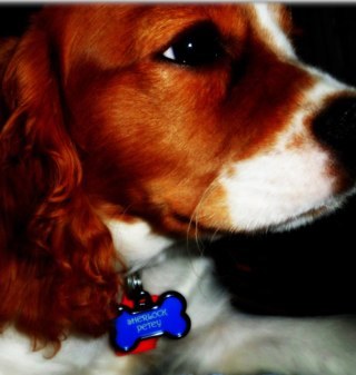 SherlockPetey's profile picture. 