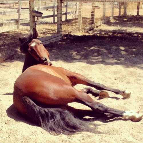 Hi, I'm Bravo!! I'm a 4 year old mustang getting ready for the 2013 Mustang Million. I absolutely LOVE everybody so follow me please!!! :)