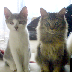 suzushiro_ido's profile picture. お引越ししました。→@lynn_halon