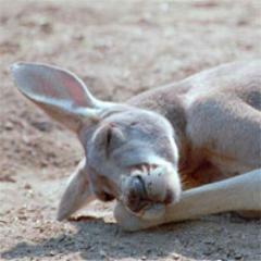 Lilroo503's profile picture. 