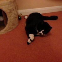 Melanie (@cymrumel) 's Twitter Profile