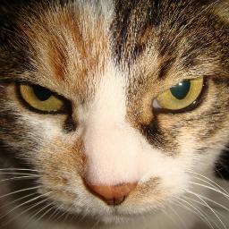 基本鼻が尖っていれば好きです。