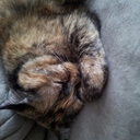 dardar - @DarleneWebster - Twitter