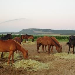 RoughStart's profile picture. Non-profit horse rescue with the mission to help abused & abandoned horses who've had a rough start transition to greener pastures and forever homes.