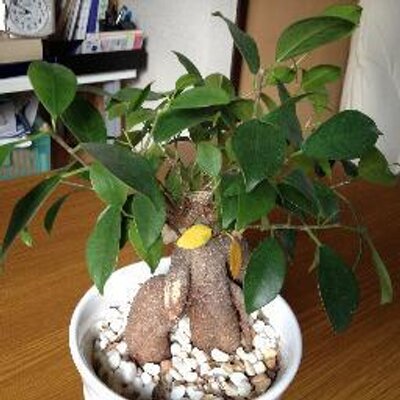 がじまるの植木鉢