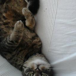 KittyLovesYou5's profile picture. 