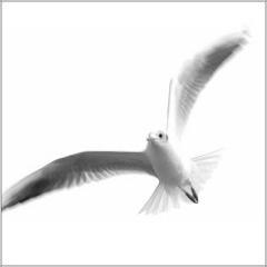 أَمْضَيْتُ عُمْراً عَلَى طَاوِلَةِ الإِنْتِظَار.... وَمَا زَال