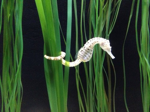 meligange's profile picture. 