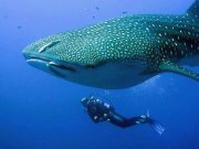 Love movies,the ocean,all animals,reading,fast cars,traveling,nature,sci-fi etc.