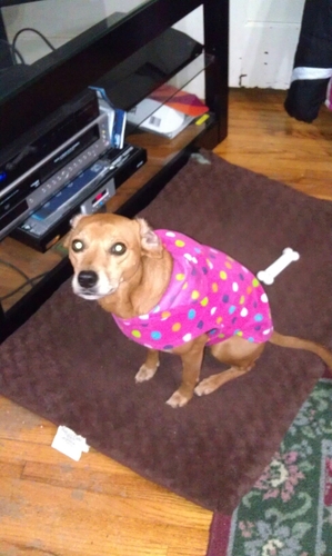 dizimmerman's profile picture. Health food store owner, Back To Nature, mom and wife.