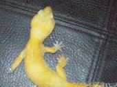 I am 10 years old, i breed reptiles with my family (Ots Reptiles). I love ball pythons (Pied) and bearded dragons. :-)