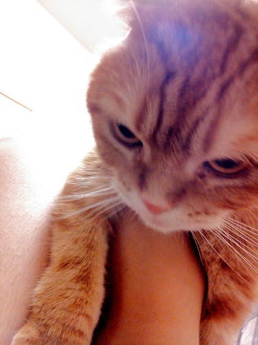 猫だいすき